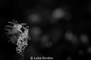 Flabellina triophina laying eggs on a lone algal stalk in... by Luke Gordon 